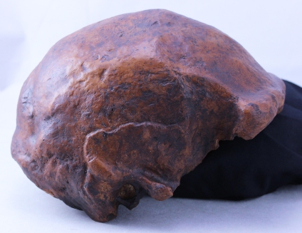191218-homo-erectus-skull-424px-560182.jpg