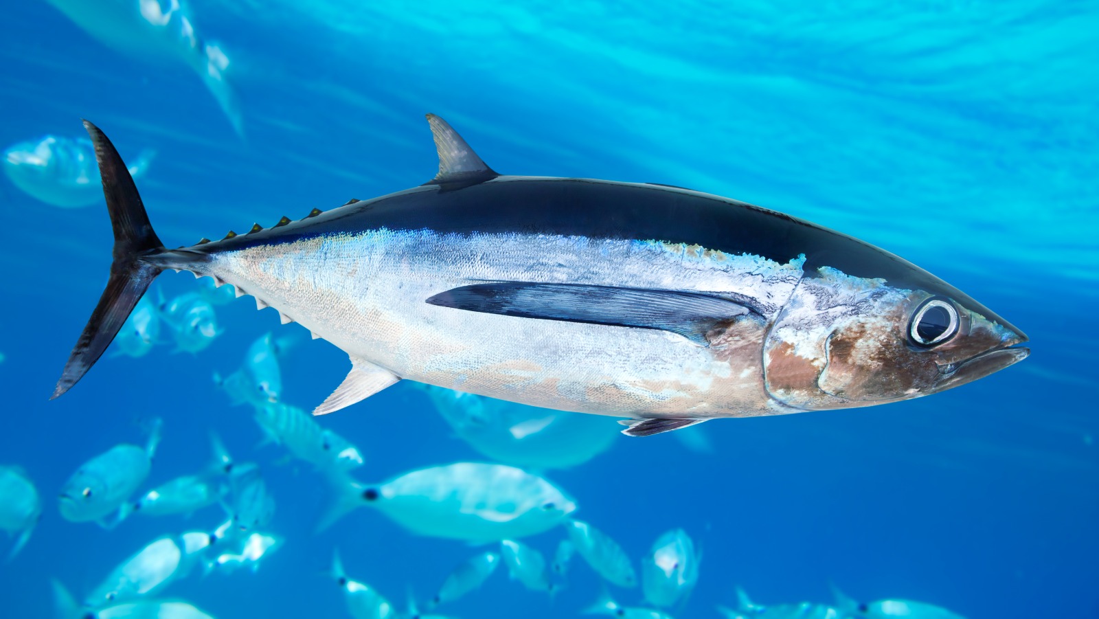 U of A researchers teamed up with colleagues in the United States to create an open-source database that will help scientists worldwide understand how top ocean predators like the albacore tuna will respond to climate extremes and changing prey over the coming decades. (Photo: Getty Images)