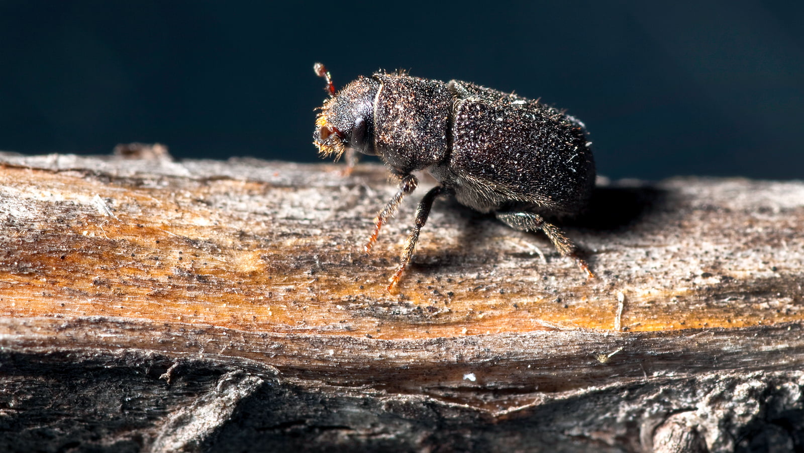 Researcher Rashaduz Zaman has provided new insight into how the mountain pine beetle and its relationship with beneficial fungi are influenced by climate change. (Photo: Getty Images)