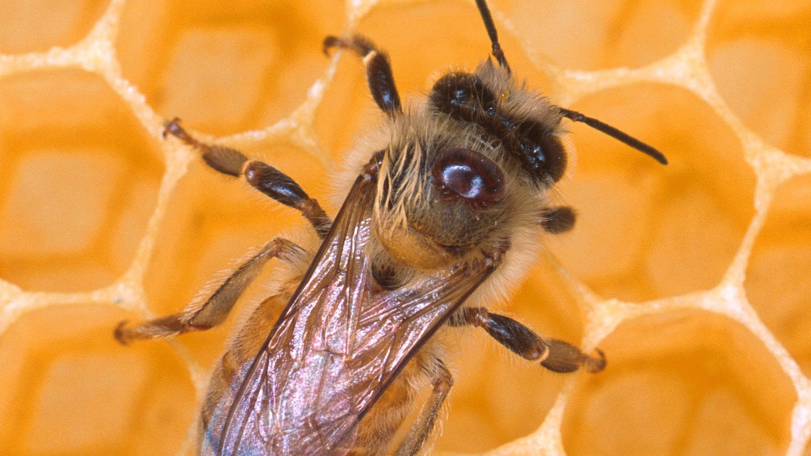 A honeybee carries an unwanted Varroa mite passenger into its hive. U of A research reveals how the destructive parasites feed on their bee hosts, which could lead to new ways of keeping the mites under control. (Photo: Getty Images)