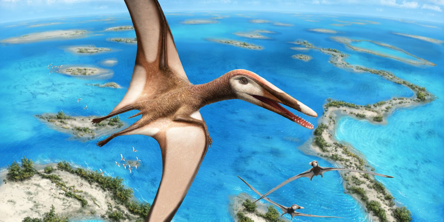 191128-pterosaurs-banner-134779.jpg