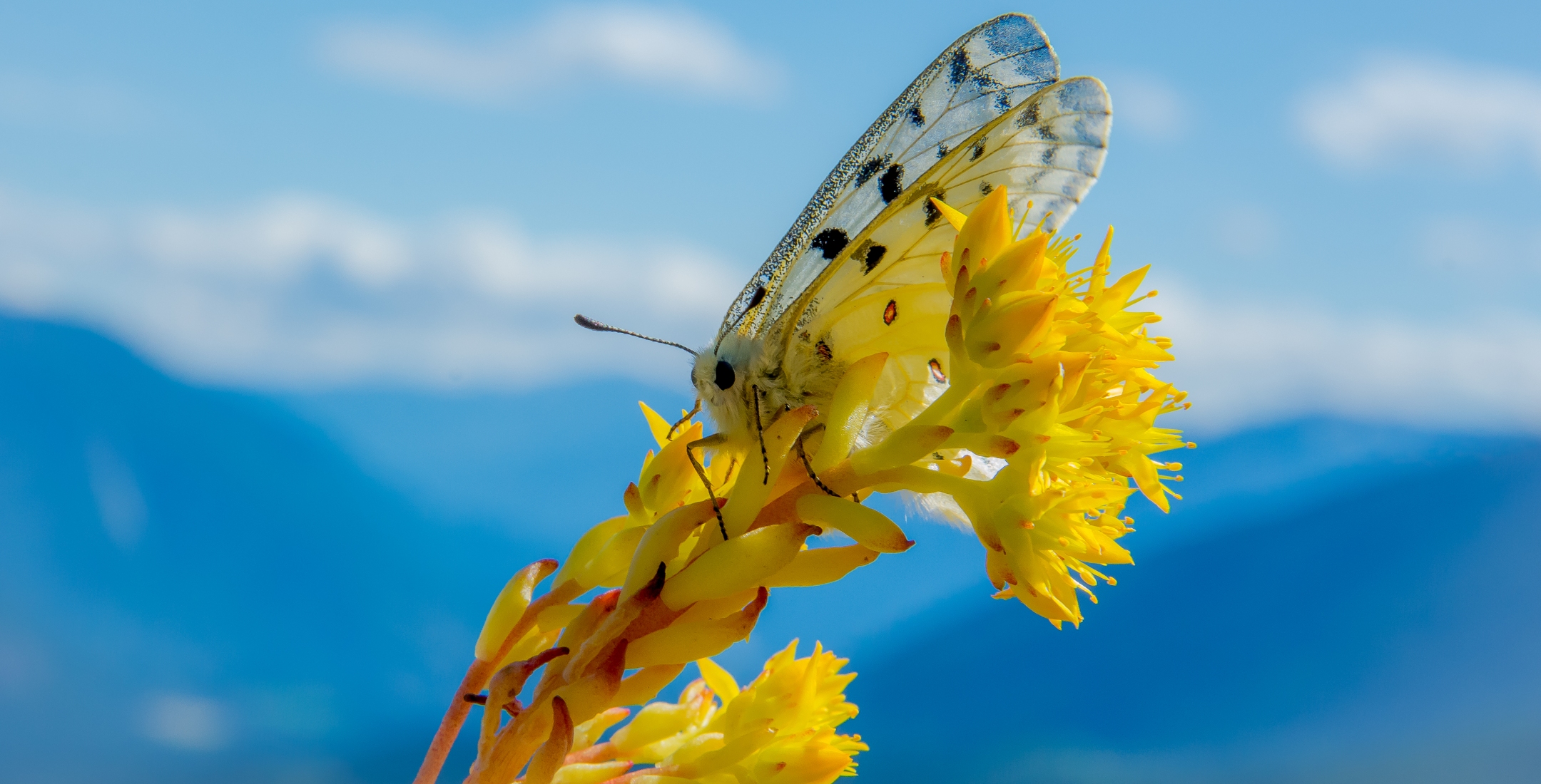 200917-state-mountains-butterfly-banner01.jpg