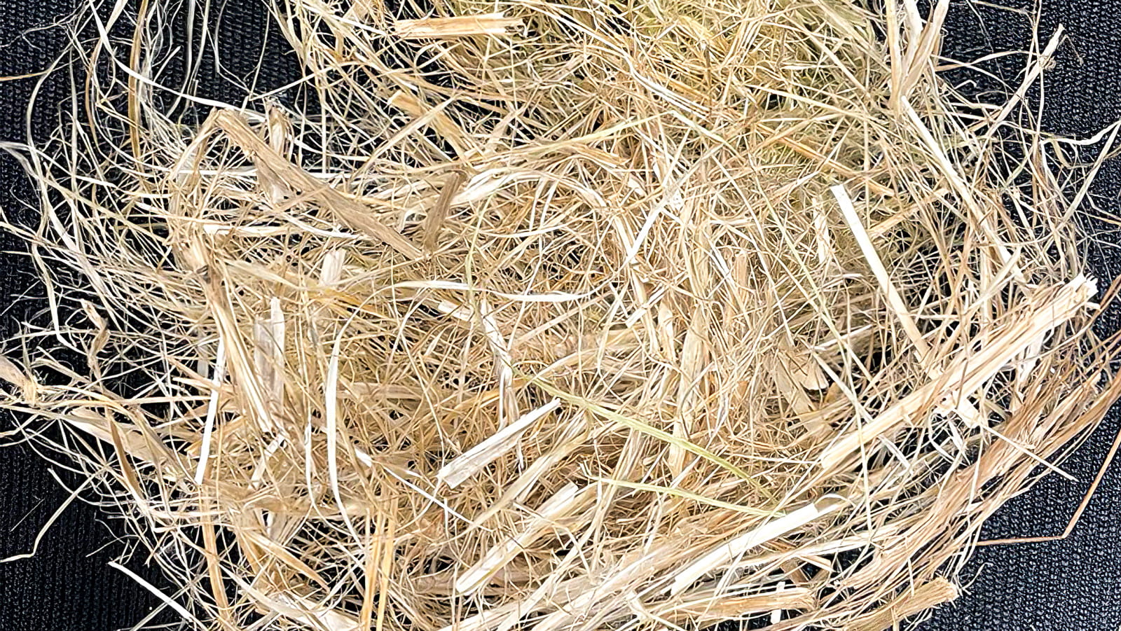 A new University of Alberta project is exploring how to turn hemp straw into economic gold, in the form of Canadian-made, environmentally-friendly fibres that can be used for everything from dental floss to workwear. (Photo: Supplied)